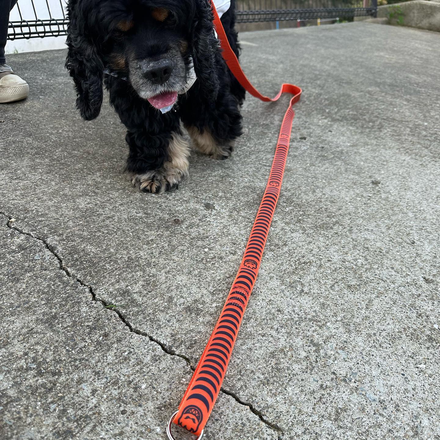Spitfire Wheels Dog Lead Bighead Crescent Orange Leash