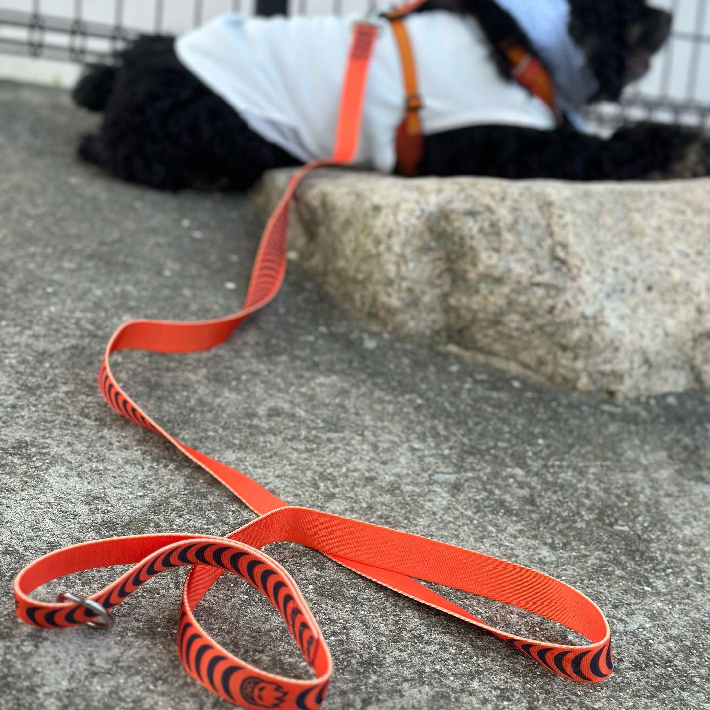 Spitfire Wheels Dog Lead Bighead Crescent Orange Leash