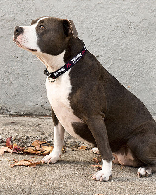 Thrasher Magazine Dog Collar 1" Black Skategoat and Thrasher Magazine Logos